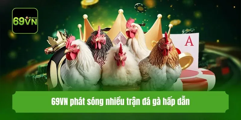 69VN phát sóng nhiều trận đá gà hấp dẫn