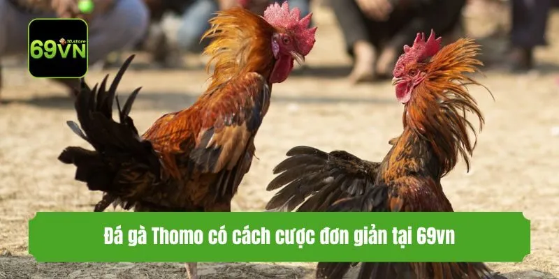 Đá gà Thomo có cách cược đơn giản tại 69vn