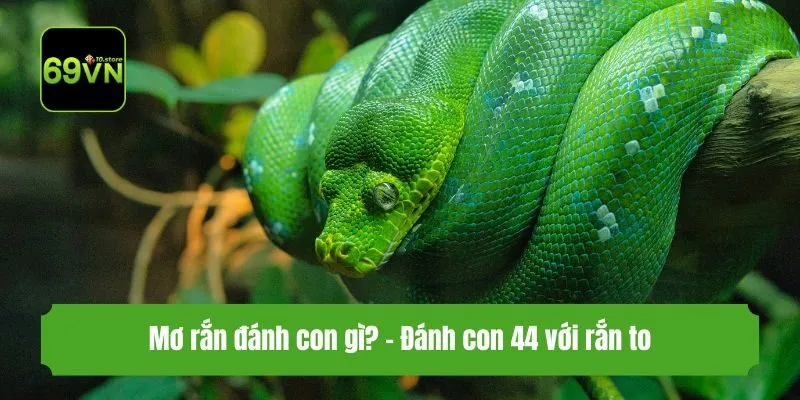 Mơ rắn đánh con gì? - Đánh con 44 với rắn to