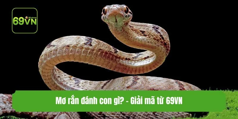 Mơ rắn đánh con gì? - Giải mã từ 69VN