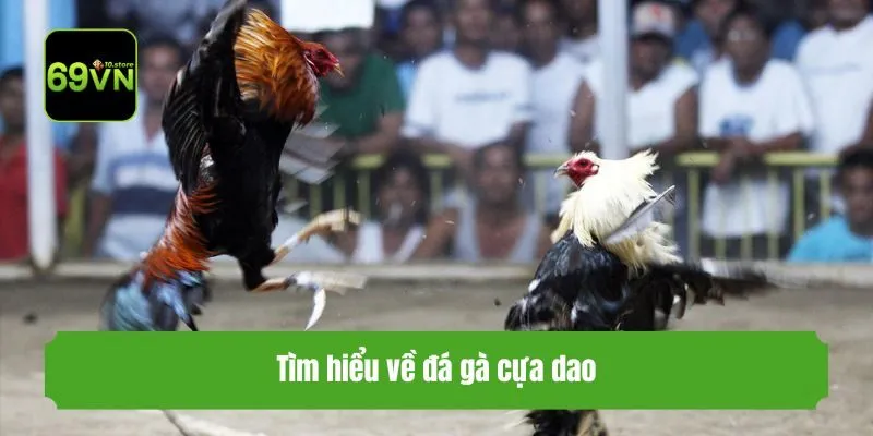 Tìm hiểu về đá gà cựa dao